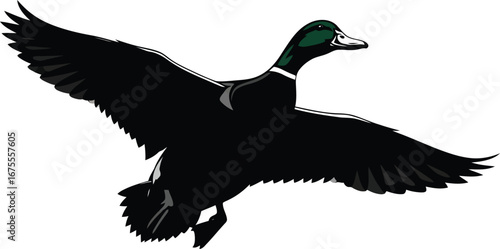 Silhouette of a mallard duck in flight wings outstretched against a clear sky vector