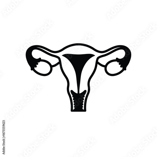 Female reproductive system anatomy illustration uterus