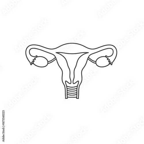 Female reproductive organs line drawing uterus ovaries