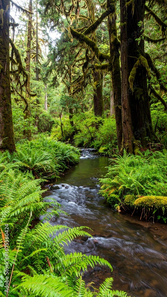 Obraz premium Lush forest creek scene