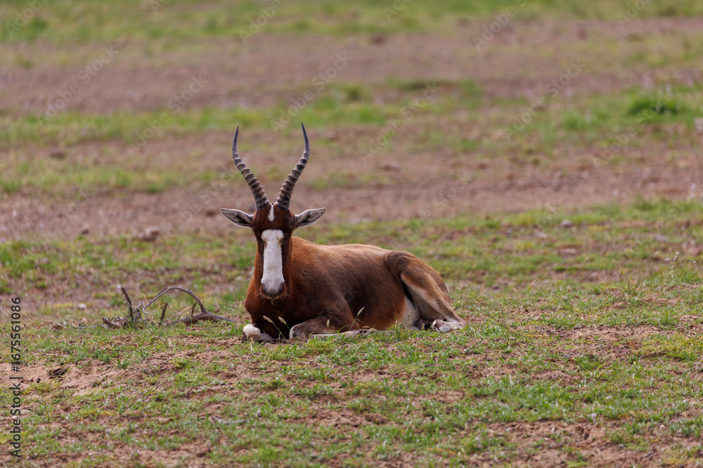 Obraz premium Blesbok Resting on Open Grassland