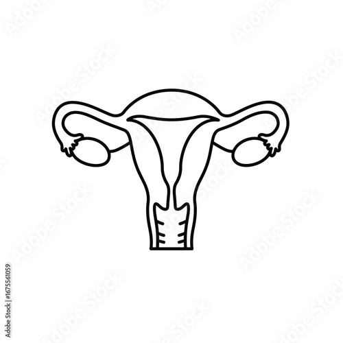 Female reproductive system diagram anatomy biology