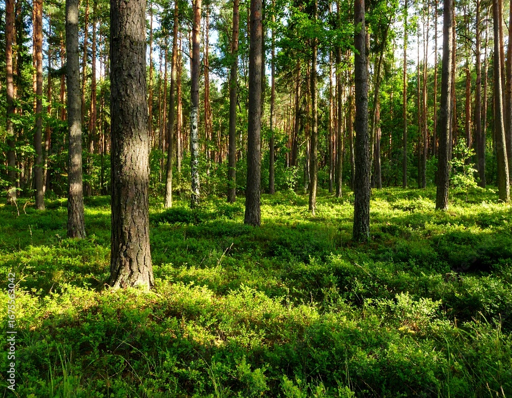 Naklejka premium Lush forest floor bathed in sunlight (4)