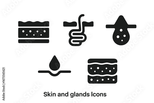 Skin layer and sweat gland solid icon set. Dermatology and anatomy concept. Epidermis, dermis, pore, sweat droplet. Human body biology vector. Perspiration and secretion symbol.