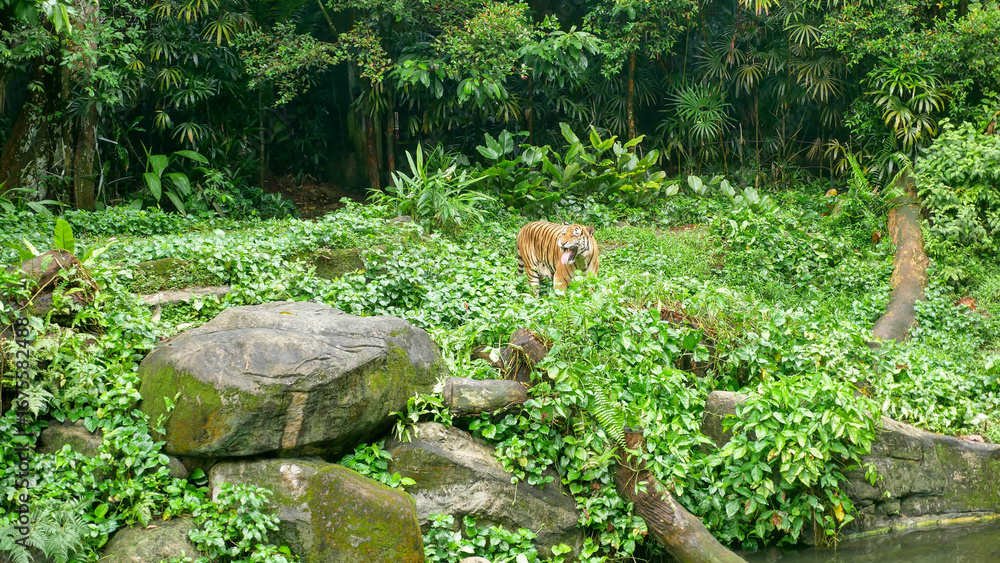 Naklejka premium malayan tiger