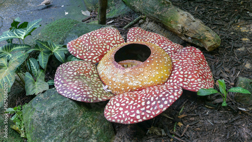 biggest flower of the world