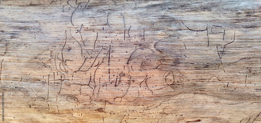 Naklejka premium dead tree in the desert