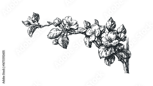 Hand Drawn Sketch of Blooming Cherry Blossom Branch with Leaves. Vector hand drawn illustration