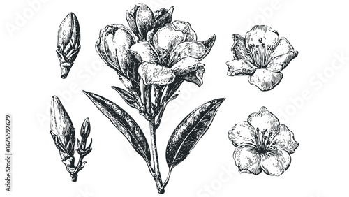 Detailed ink drawing of oleander flower and buds on transparent background. Vector hand drawn illustration