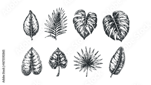 Collection of Hand Drawn Tropical Plant Leaves. Vector hand drawn illustration