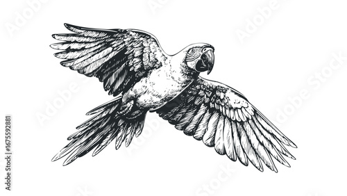 Detailed sketch of a flying macaw bird with outstretched wings. Vector hand drawn illustration