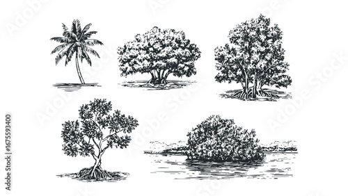 Collection of hand-drawn botanical sketches featuring palm and mangrove trees. Vector hand drawn illustration