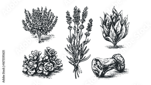 Collection of botanical sketches featuring lavender sprigs and floral elements. Vector hand drawn illustration