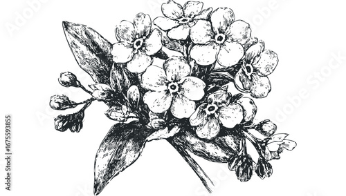 Ink sketch of forget-me-not flowers and buds on a transparent background. Vector hand drawn illustration