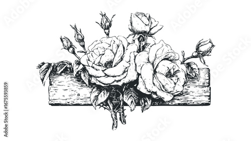Vintage Rose Bouquet with Wood Detail on Transparent Background. Vector hand drawn illustration