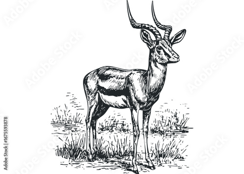 Elegant Antelope With Spiraling Horns Standing Still in Grassy Field. Vector hand drawn illustration