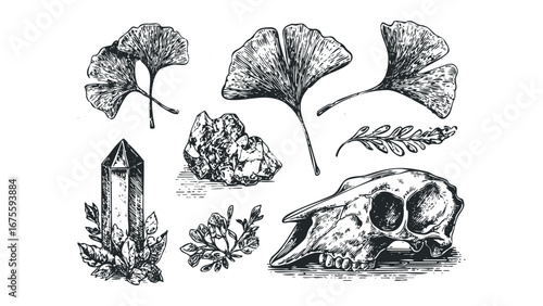 Ginkgo leaves, animal skull, raw crystal cluster, and botanical sprigs with ink sketch. Vector hand drawn illustration