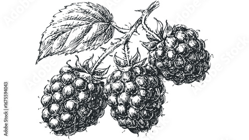 Detailed sketch of ripe blackberries on a branch with a leaf. Vector hand drawn illustration
