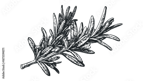Detailed monochrome etching of a fresh rosemary sprig. Vector hand drawn illustration