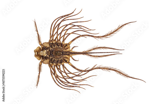 Close-up Dorsal View of a Bristletail Insect Specimen isolated on transparent background