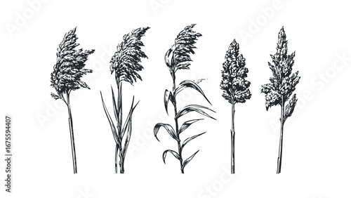 Collection of Hand Drawn Tall Grasses and Reeds on Transparent Background. Vector hand drawn illustration