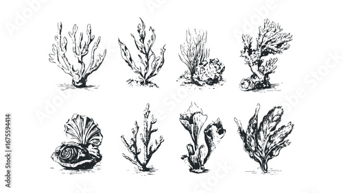 Collection of detailed hand-drawn marine life and sea flora on transparent background. Vector hand drawn illustration