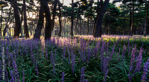 Purple Liriope muscari flowers filling the pine forest of Hwangseong Park in Gyeongju, South Korea on a late summer morning


