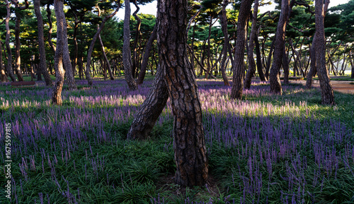 Purple Liriope muscari flowers filling the pine forest of Hwangseong Park in Gyeongju, South Korea on a late summer morning

