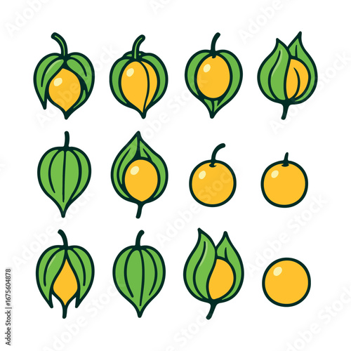 Colorful Illustration of Physalis Fruit Development Stages