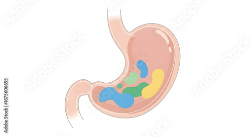 Human Stomach Diagram with Digestion Process in Simple Style