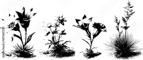 Vintage engraving of alpine flora collection featuring edelweiss for botanical design