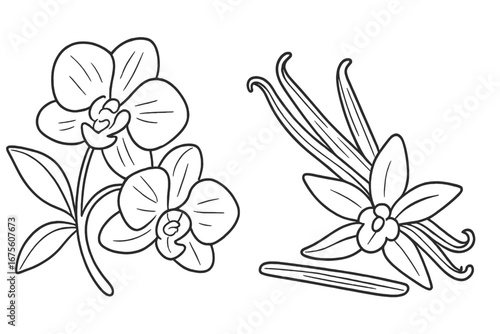 Vanilla flower line art. Orchid and pods sketch. Hand drawn botanical illustration. Vector outline drawing. Tropical spice plant. Natural food ingredient. Isolated floral elements set.