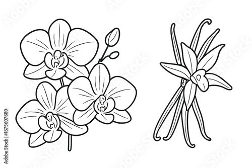 Orchid and vanilla flower vector illustration set. Hand drawn botanical sketch of phalaenopsis, vanilla pods, and spice. Floral outline icon collection isolated on white.