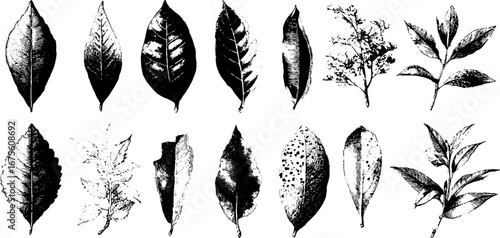 Botanical design elements collection featuring bay leaf engravings for vintage projects