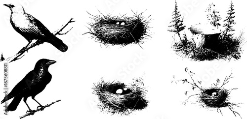 Vintage bird nest and tree stump engraving collection for design and nature themes