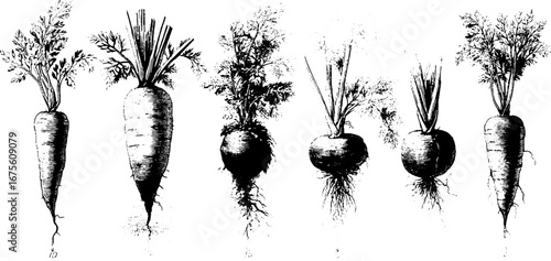 Vintage engraving collection of carrot illustrations for design and labels