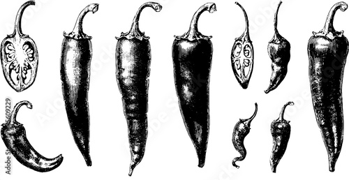 Vintage chili pepper engravings collection for design and decoration