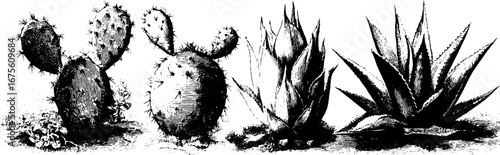 Vintage desert plant collection engraving for design and decoration