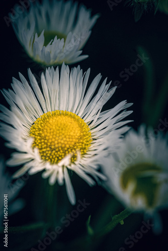 Blumen Portraits in Farbe