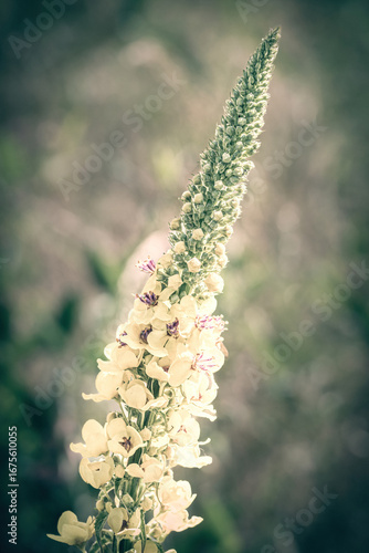 Blumen Portraits in Farbe