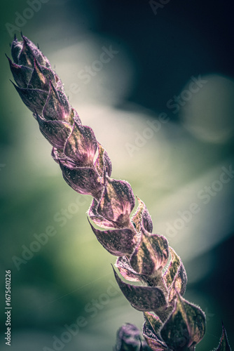 Blumen Portraits in Farbe