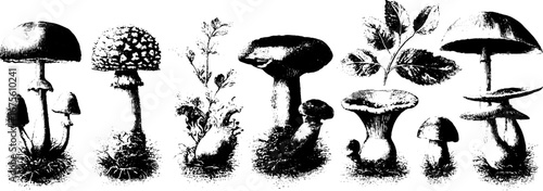 Vintage mushroom engraving collection for retro design and decoration