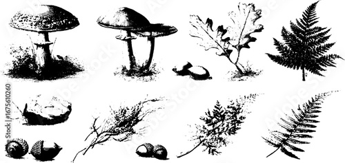 Vintage botanical sketch collection of mushrooms and plants for design