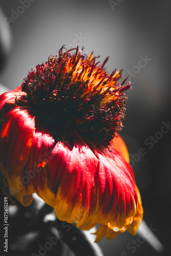 Blumen Portraits in Farbe