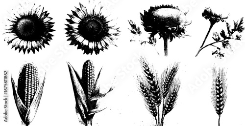 Vintage sunflower and grain engraving elements collection for design