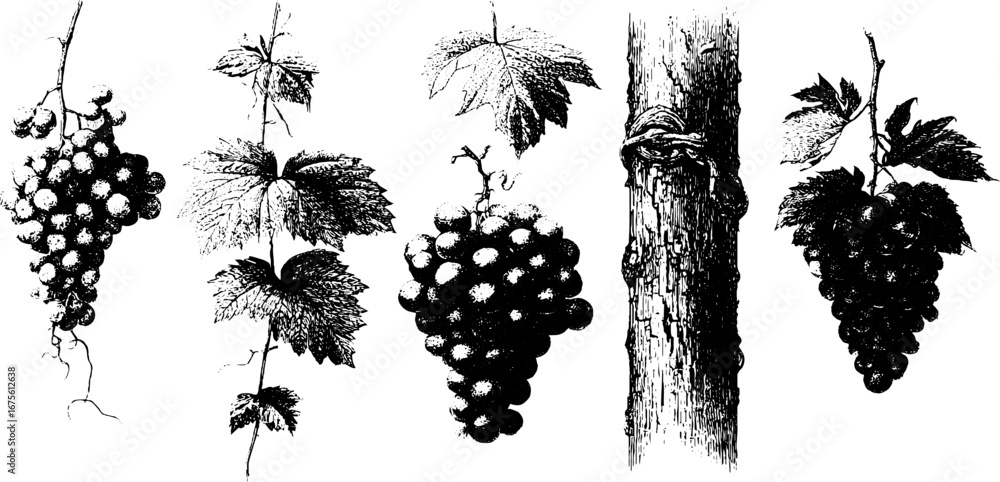 Fototapeta premium Vintage vineyard design elements collection for labels and prints
