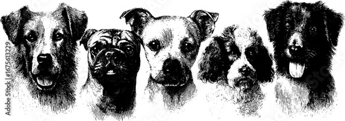 Vintage engraving of shepherd dog breeds collection for retro design