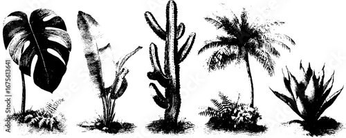 Exotic plant engravings featuring monstera and tropical collection for botanical design