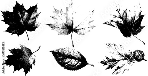 Vintage collection of engraved maple leaves for nature design and autumn decor