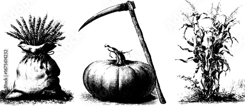 Vintage harvest collection: engraved sheaf of wheat, harvest tools, and autumn produce illustrations for seasonal design